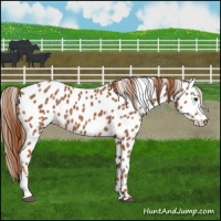 Horse Color:Chestnut Appaloosa 