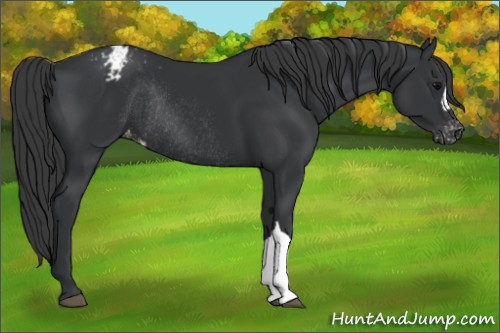 Horse Color:Black Appaloosa Rabicano 