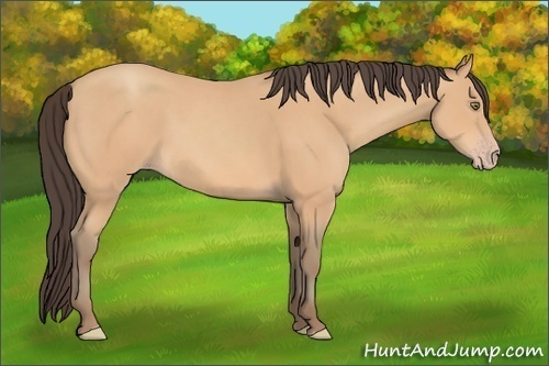 Horse Color:Amber Champagne