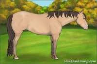 Horse Color:Amber Champagne 