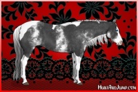Horse Color:White Spotted Black Splash Tobiano Varnish