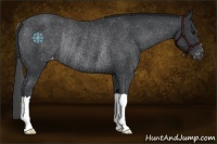 Horse Color:Black Appaloosa Rabicano 