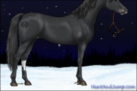 Horse Color:Black Varnish Rabicano 