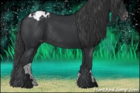 Horse Color:Black Appaloosa Rabicano 