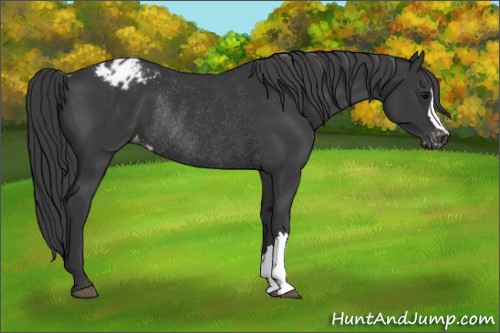 Horse Color:Black Appaloosa Rabicano 