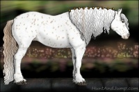 Horse Color:Chestnut Appaloosa 