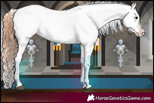 Horse Color:Black Appaloosa Rabicano 