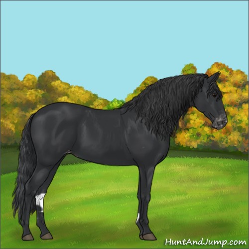 Horse Color:Black Appaloosa Rabicano 