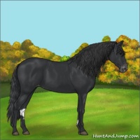 Horse Color:Black Appaloosa Rabicano 
