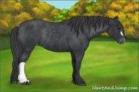 Horse Color:Black Varnish Rabicano