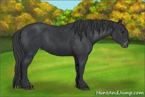Horse Color:Black Appaloosa Rabicano 