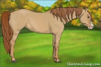 Horse Color:Red Dun Splash 