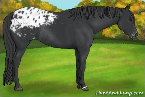 Horse Color:Black Appaloosa Rabicano 