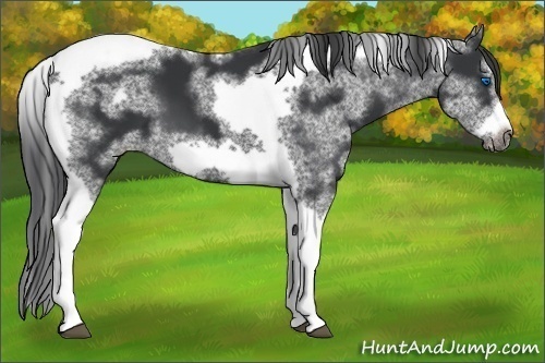 Horse Color:White Spotted Black Splash Tobiano Frame Varnish