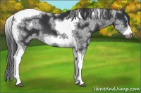 Horse Color:White Spotted Black Splash Tobiano Frame Varnish 