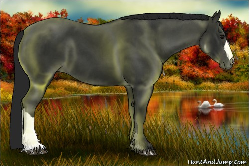 Horse Color:Gray Black 