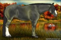 Horse Color:Gray Black 