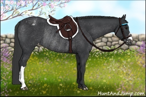 Horse Color:Black Appaloosa Rabicano 