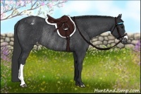 Horse Color:Black Appaloosa Rabicano 