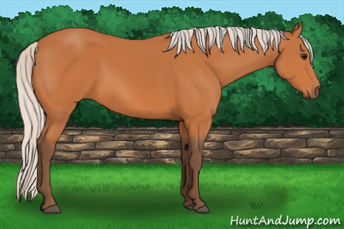 Horse Color:Silver Bay 