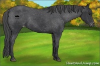 Horse Color:Black Varnish Rabicano 