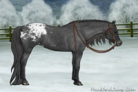 Horse Color:Black Appaloosa Rabicano 