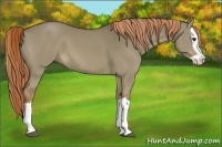 Horse Color:Red Dun Splash 