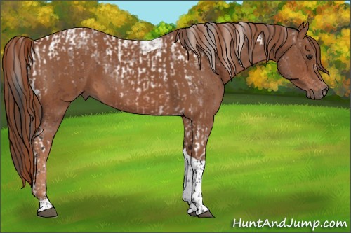Horse Color:Bay Tobiano  and Chestnut Tobiano 