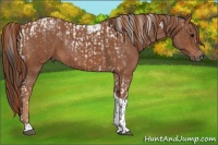 Horse Color:Bay Tobiano  and Chestnut Tobiano 