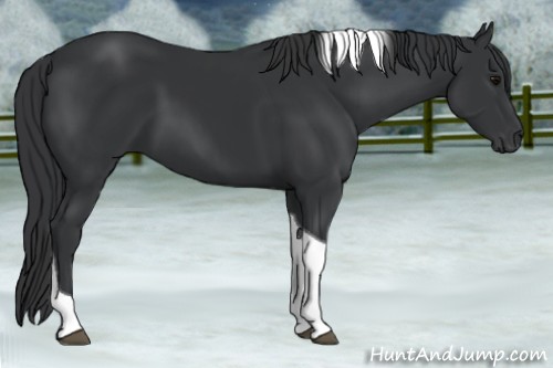 Horse Color:Black Tobiano Rabicano 