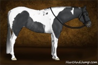 Horse Color:Black Tobiano Rabicano 