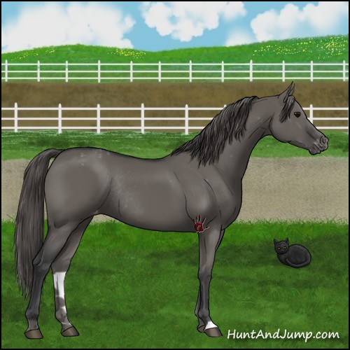 Horse Color:Grullo Varnish Rabicano 