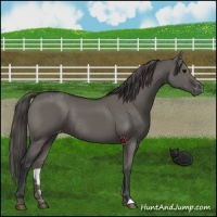 Horse Color:Grullo Varnish Rabicano 
