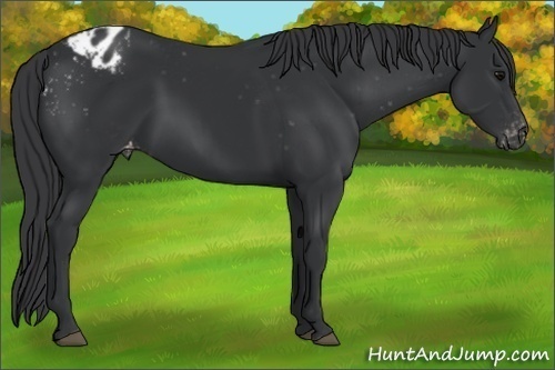 Horse Color:Black Varnish Rabicano 