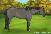 Horse Color:Grullo