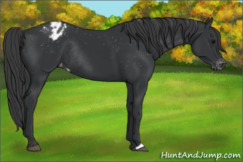 Horse Color:Black Appaloosa Rabicano 