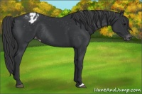 Horse Color:Black Appaloosa Rabicano 