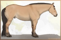 Horse Color:Bay Dun
