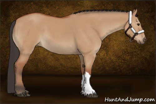 Horse Color:Bay Dun 