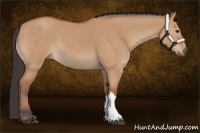 Horse Color:Bay Dun 