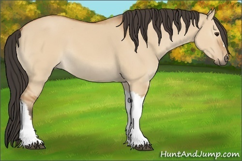 Horse Color:Bay Dun 