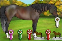 Horse Color:Brown 