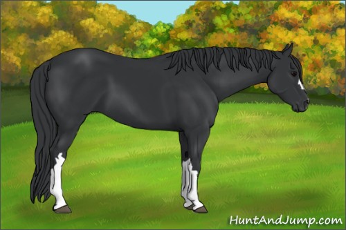 Horse Color:Black 