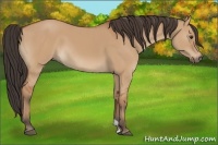 Horse Color:Bay Dun
