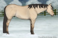 Horse Color:Bay Dun