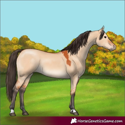 Horse Color:Bay Dun 