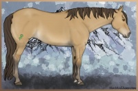 Horse Color:Buckskin Dun