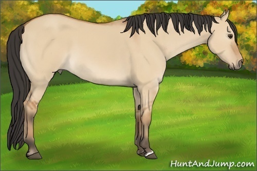 Horse Color:Bay Dun