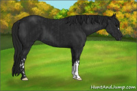 Horse Color:Black  and Gray Black 
