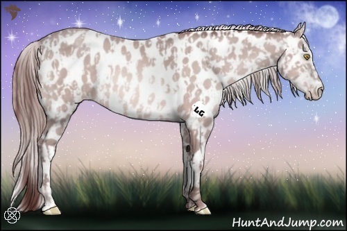 Horse Color:Platinum Chocolate Amber Champagne Appaloosa  and Platinum Chocolate Amber Champagne Appaloosa 